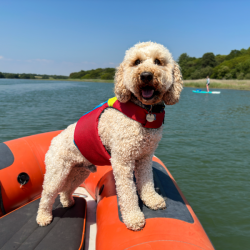 Spinlock Deckvest Fido koiranliivi, koko XS